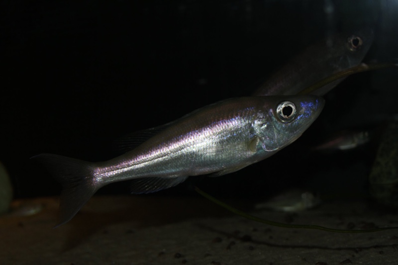 Benthochromis horii 'Mvuna Island'